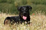 BEAUCERON 736